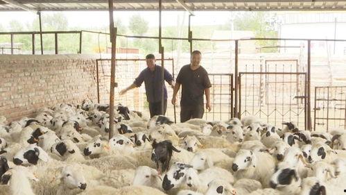 西乌旗羊价最新爆料,揭秘涨跌背后的市场秘密